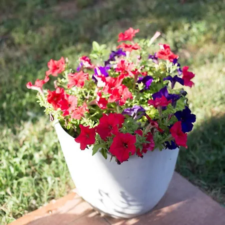 Apartment αγροικία Mυλόδεση Kalavryta